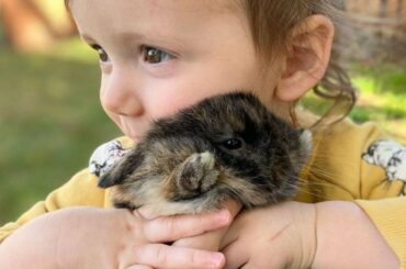 35 Top Bunny's Rabbit playful,Funny and cutest Try Not To Laugh Bunny Compilation Videos