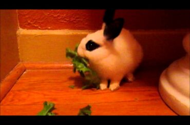 Adorable baby bunny rabbit eats huge piece of lettuce