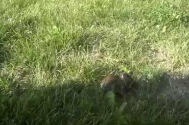 Baby Rabbit (Scag) found in yard.