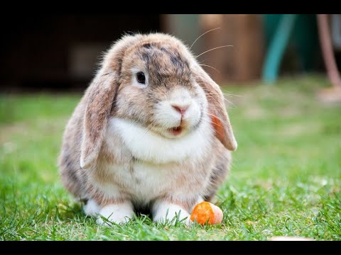 cute adorable rabbits