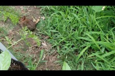 Hungry baby bunny eating carrots