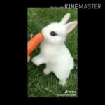Cutest rabbit