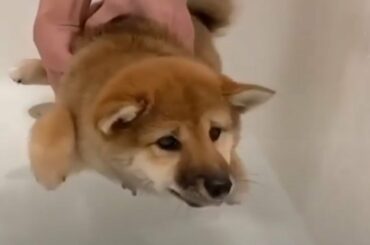 Cute baby animals Videos Compilation cutest moment of the animals #27