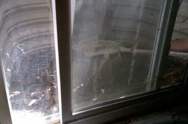 Rescuing a trapped bunny rabbit