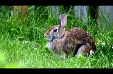 Rabbit in the grass