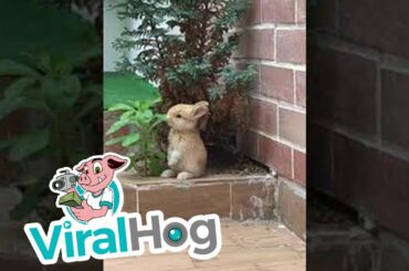 Adorable Bunny Stands for a Snack || ViralHog