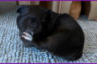 A Pumpkin extravaganza!