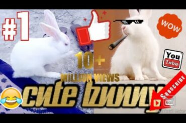 CUTEST BUNNY EVER 2020 ||   CUTE MOMENTS   || PART 1   ||