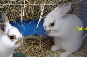 Funny and Cute Rabbit Videos 🐇 Baby Animal Video Compilation 2020- Free Stock Videos