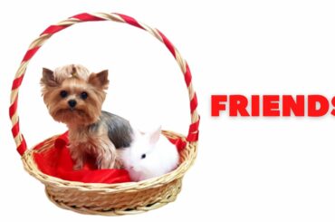 Cute Baby Bunnies and dog. Friends