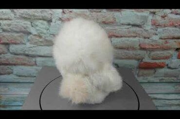 Cute baby white bunny Dolly