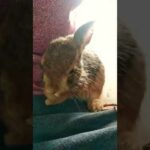 New video || Rabbit || cute bunny ||