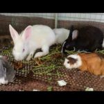 Rabbit | Rabbit Eating | Funny and Cute Baby Bunny Rabbit Videos Compilation | Cute Rabbits