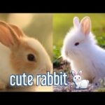 Cute Rabbits 🐇| funny compilation ❤😘