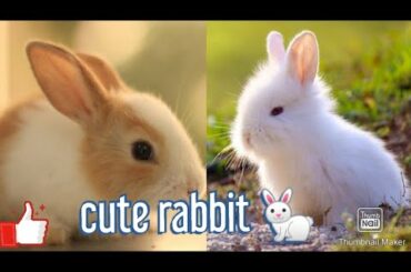 Cute Rabbits 🐇| funny compilation ❤😘