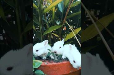 Cute Rabbits😊😍