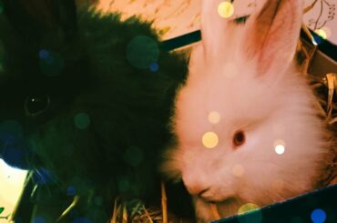 White baby bunny playing his friend