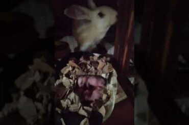 First baby NG aking rabbit 😍😍 so cute