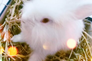 Baby bunny playing in cardboard box