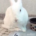 Cute rabbit compilation 4