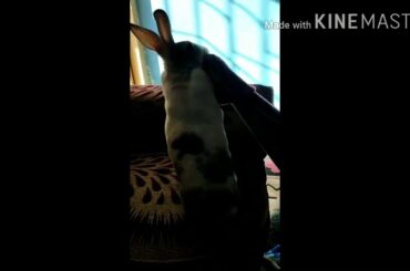 Baby rabbit playing 🥰🥰