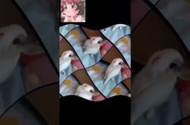 Cute rabbit