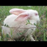 Cute Rabbit Doing Funny Things and Playing on Natural Garden