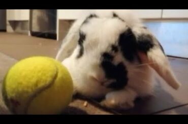 Mini Lop Cutest Moments | Rabbit Lop