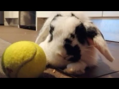 Mini Lop Cutest Moments | Rabbit Lop