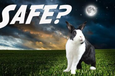 Can rabbits go outside at night?