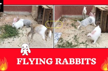 Flying Rabbits Funny and Cute Baby Bunny  - Happy Bunny Jumping - Cute Baby Rabbits ( Part 3)