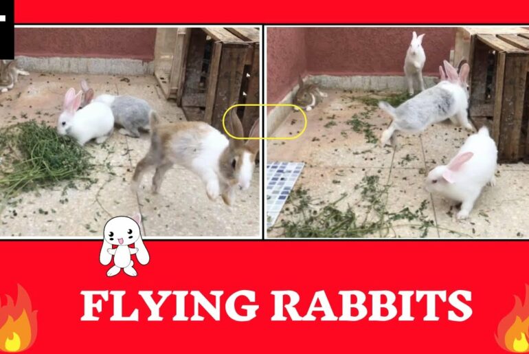 Flying Rabbits Funny and Cute Baby Bunny  - Happy Bunny Jumping - Cute Baby Rabbits ( Part 3)
