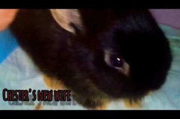 very cute Netherland dwarf rabbit