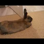Cute bunny free roaming!!!🐇