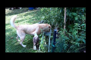 Luna & The Baby Rabbit