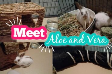 HOW TO SET UP A BABY BUNNY PEN | MEET ALOE & VERA | The Rabbit Sanctuary