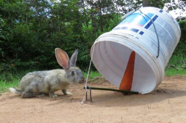 Easy Wild Rabbit Trap Technique Using Plastic Bucket - Simple Wild Rabbit Trap