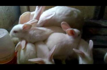 RABBIT MATING , BABY RABBIT ALL GROWN UP  31072010003