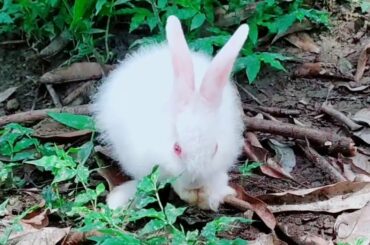 Funny and cute bunny baby rabbit ।   Cute baby rabbit running ।।