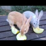 Bunnies eating melon is the cutest thing ever