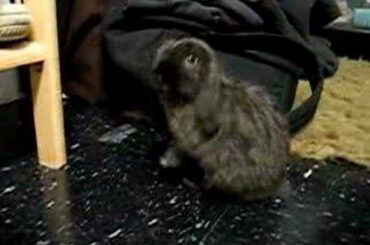 SNEEZING RABBIT - sneezes 17 times in a row!