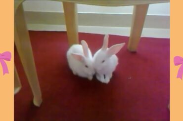 Cute Sleepy Bunny 🐰🐰