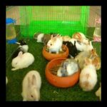 Cute rabbits feed in the house