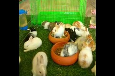 Cute rabbits feed in the house