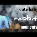 #Cute baby rabbits#moments#like#subscribe.             Cute baby rabbits videos and images