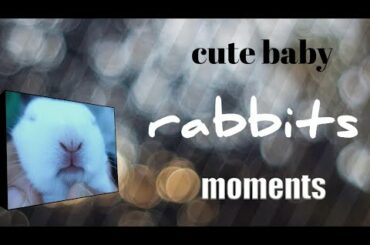 #Cute baby rabbits#moments#like#subscribe.             Cute baby rabbits videos and images