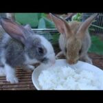 Rabbit eating  rice and vegetable- Cute rabbit