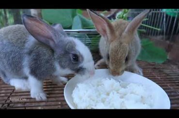 Rabbit eating  rice and vegetable- Cute rabbit