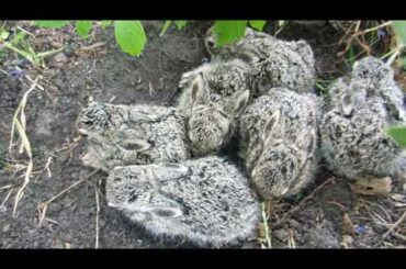 Super cute baby rabbits in the rain/Cute rabbits