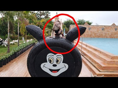 Marvelous Day | Diva Mona & Adorable Donna Visit Rabbit Garden Very Happy New Experience With Dad Marvelous Day | Diva Mona & Adorable Donna Visit Rabbit Garden Very Happy New Experience With Dad